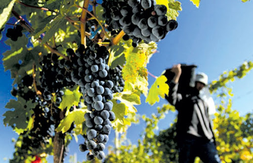 1 De Febrero Día Del Trabajador Vitivinícola Infonoa Salta